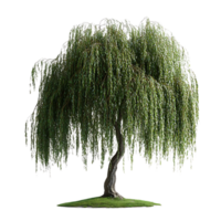 Weeping Willow Tree with Transparent Background,  Isolated  for Nature Scene Design png
