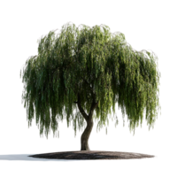 Weeping Willow Tree with Transparent Background, Isolated, Lush Green Foliage, Elegant Branches, Nature Photography, Willow Tree, Isolated Tree, Green Tree, Realistic Tree, Digital Art, 3D Model, Stock Image, Royalty Free png