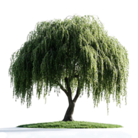 Weeping Willow Tree Isolated on Transparent Background, Perfect for Design Projects and Compositions png