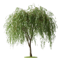 Weeping Willow Tree with a Transparent Background, Perfect for Digital Design and Compositing png