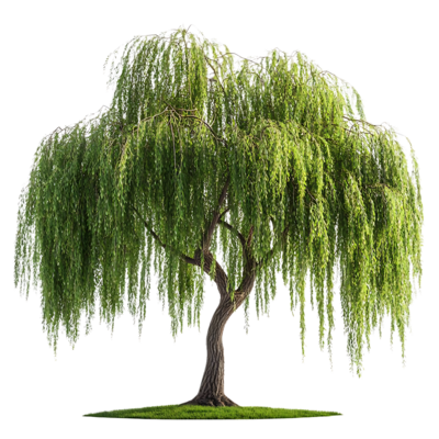 Hakura Nishiki Willow Shrub Form | Gertens Garden Center