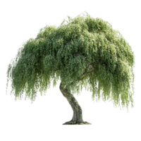 Weeping Willow Tree with a Transparent Background, Ideal for Design Projects png