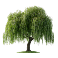 Weeping Willow Tree with Transparent Background, Isolated on Black, Green Foliage,  Graceful Branches,  Nature Photography,  Isolated Tree,  Digital Art,  Nature Image,  Willow Tree Illustration,  3D Rendering,  Isolated Weeping Willow,  Beautiful Tree, png