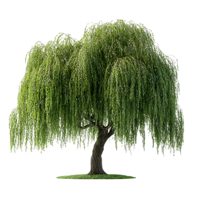 Willow Tree PNGs for Free Download