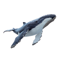Humpback Whale Soaring Through the Water, with a Transparent Background png