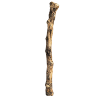 A Single Branch with a Transparent Background, Isolated on Black, Showing its Unique Texture and Form png