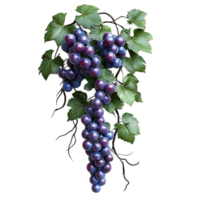 Ripe Grapes Hanging on a Vine with Transparent Background, Fresh Grapes, Purple Grapes, Grapevine, Bunch of Grapes, Wine Grapes, Food Photography, Close Up Grapes, Delicious Grapes, Grapes on Black Background, png