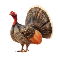 A Turkey with a Transparent Background, Displaying its Stunning Feathers and a Striking Red Head png