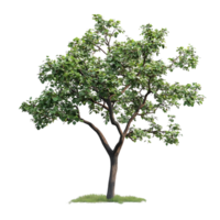 Isolated Tree with Transparent Background, Lush Green Foliage, Single Tree, Isolated on Black, Realistic Render, 3D Model, Nature Background, Tree with Green Leaves, Tree Silhouette, Rendered Tree, Natural Tree, Tree Illustration, Green Tree, Digital Illu png