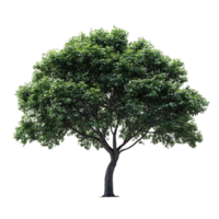 A Lush Green Tree Isolated on a Transparent Background, Perfect for Design and Digital Art Projects png