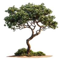 A Majestic Tree with a Transparent Background, Perfect for Design Projects png