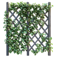 Green Ivy Vines Growing on a Wooden Lattice Fence with a Transparent Background png