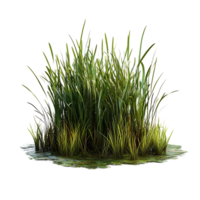 Lush Green Grass Patch with Transparent Background,  Isolated on a Black Background png