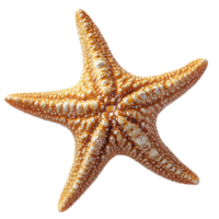 mare stella su un' trasparente sfondo, con no ombra, un' dettagliato Visualizza di il stelle marine struttura png