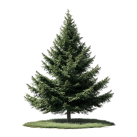 Tall Green Evergreen Tree with Transparent Background, Isolated on Black, Perfect for Design Projects png