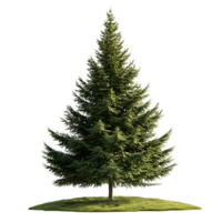 A Tall Evergreen Tree with a Transparent Background, Isolated on a Black Background png