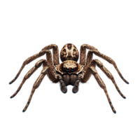 A Huntsman Spider With Transparent Background, Showing its Eight Legs and Three Eyes on a Black Background png