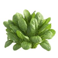 Fresh Spinach Leaves with a Transparent Background, Perfect for Your Recipes and Designs png