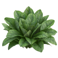 Fresh Spinach Leaves with a Transparent Background, Ideal for Culinary and Design Applications png