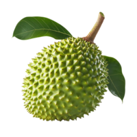 Soursop Fruit with Green Leaves on Transparent Background png