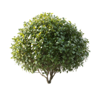 Green Bush with Transparent Background, Isolated on Black for Design Projects and Compositing png