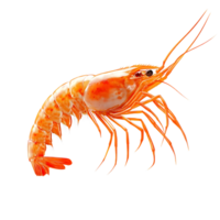 A Single Cooked Shrimp Isolated on a Transparent Background, Ready to Eat with a Delicious Flavor and Freshness png