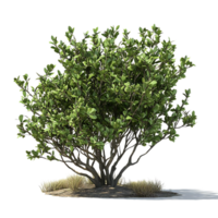 Green Bush with Transparent Background, Perfect for Landscaping Design and 3D Rendering png