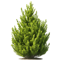 Green Bush with a Transparent Background, Ideal for Landscaping and Design Projects png