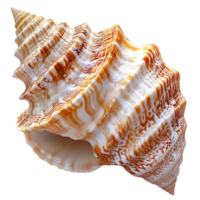 Seashell with a Transparent Background,  A Stunning White and Orange Seashell with Intricate Detail on a Black Background png