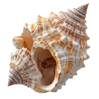 Seashell with a Transparent Background, a Close-up View of a Spiral Seashell with a White and Brown Color Scheme png