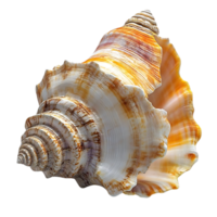 Seashell with a Spiraling, Multi-colored, and Transparent Background png
