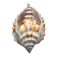 Seashell with a Transparent Background, a Striking Example of Nature's Art png