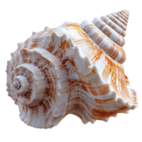 A Striking Seashell with a Transparent Background, Displaying Beautiful Swirling Patterns and a Polished Finish png