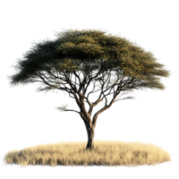 A Solitary Acacia Tree Stands Tall Against a Transparent Background, Its Branches Reaching Towards the Sky, Creating a Sense of Serenity and Tranquility. png