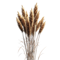 Dried Pampas Grass with a Transparent Background, Ideal for Autumn and Winter Decor, Natural and Elegant, Adding a Touch of Rustic Charm png