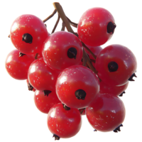 Red Currants Growing on a Branch with a Transparent Background png