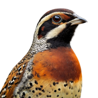 Stunning Portrait of a Tibetan Partridge with Transparent Background png