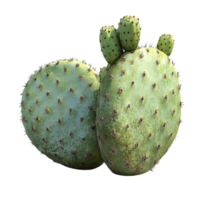 Prickly Pear Cactus with Transparent Background, a Close-Up View of a Green Cactus Plant with Thorns and Spines, Isolated on a Transparent Background. png