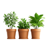 Three Potted Plants with a Transparent Background png