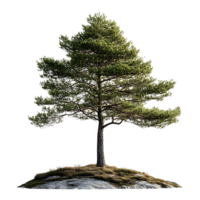 A Lone Pine Tree Stands Tall Against a Transparent Background, Symbol of Resilience and Strength png