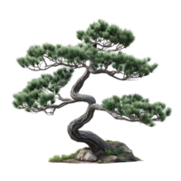 Magnificent Bonsai Tree with a Twisted Trunk and Lush Green Foliage Isolated on a Transparent Background png