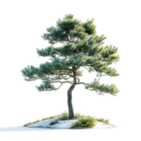 Isolated Pine Tree with a Transparent Background, A Standalone Evergreen for Design Projects. png