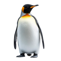 King Penguin Stands Tall with a Transparent Background, a Majestic Creature from the Frozen South png
