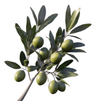 Olive Branch with Green Olives on a Transparent Background, Isolated Olive Tree Branch with Green Leaves for Design, Realistic 3D Render of an Olive Branch png