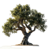 Ancient Oak Tree with Twisted Branches and Lush Foliage, Isolated on a Transparent Background png