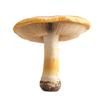 A Single Mushroom with a Transparent Background, Isolated on a Black Background png