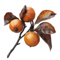 Autumn Branch with Three Ripe Apples, Leaves Displaying Transparent Background png