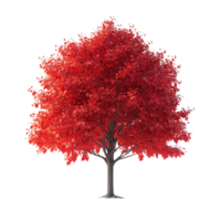 Red Maple Tree Stands Tall with a Transparent Background png