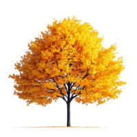 A Single Yellow Tree Stands Tall Against a Transparent Background, Showing off its Autumn Glory png
