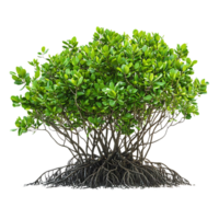 Mangrove Tree with Exposed Roots and a Transparent Background png